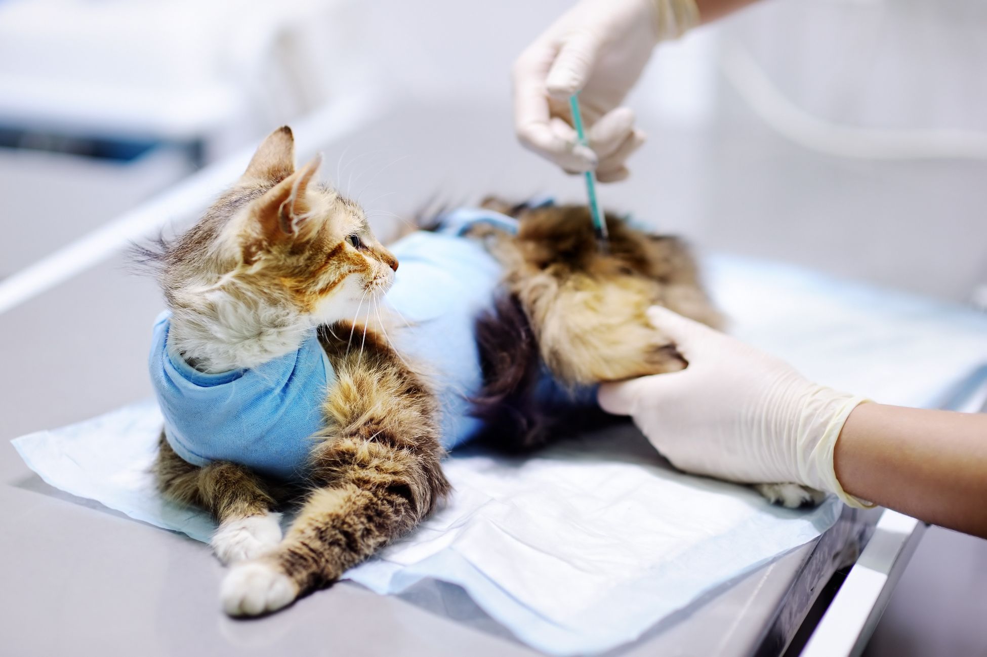 A Pet Hospital in Murrieta CA Will Care For Your Pets