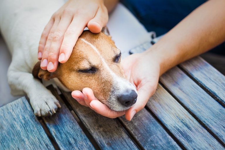 Orthopedic Veterinarian in Sarasota, FL—Enhancing Your Pet’s Mobility