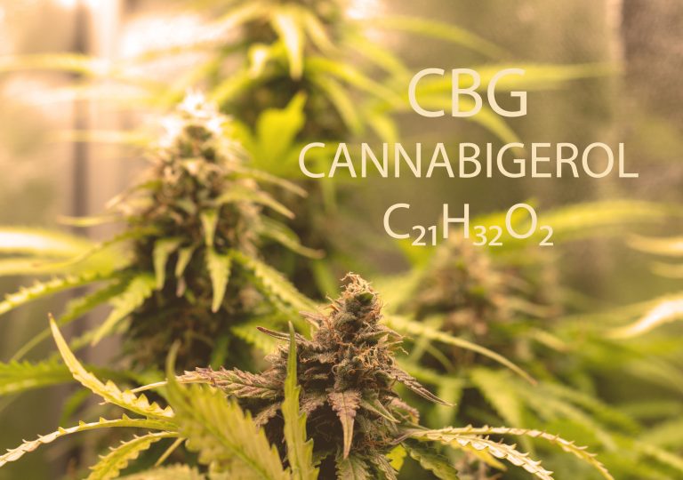 Share the Bounty of Health and Happiness With CBD Pet Products