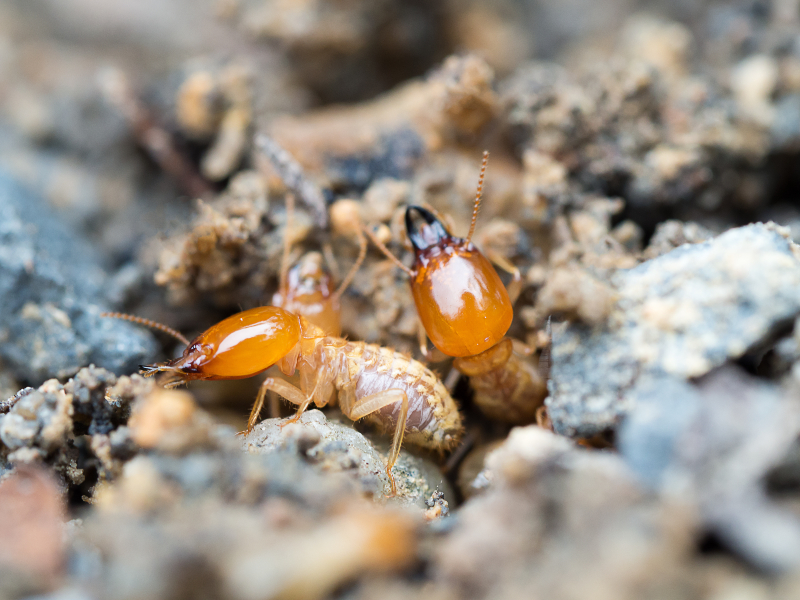 Important Reasons to Have a Termite Inspection in NJ