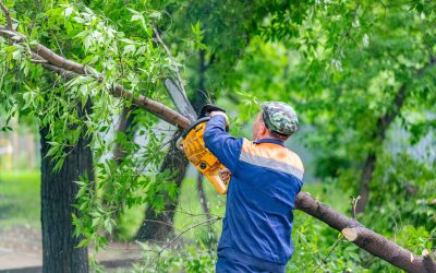 Tree Trimming Service in Rancho Cucamonga, CA: Perfecting Your Green Spaces