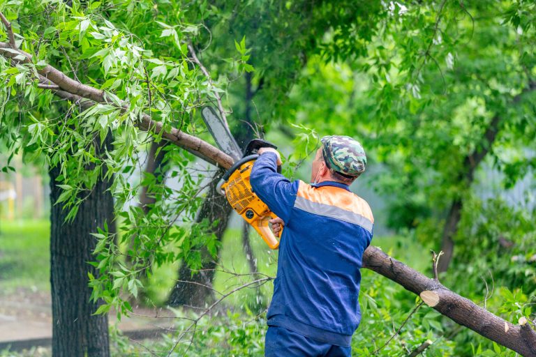 The Importance Of Tree Removal Near Marietta, GA