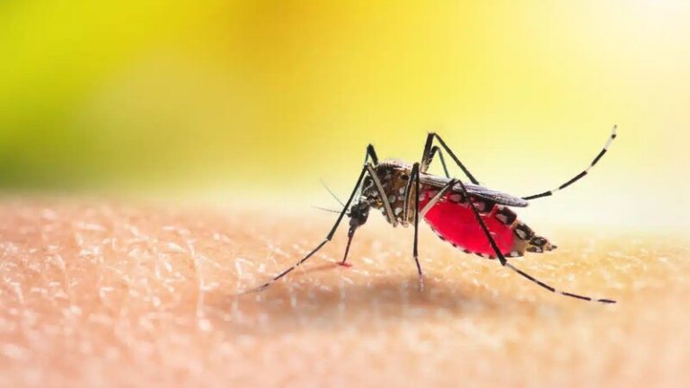 Your Guide to Mosquito Services in Jeffersonville, IN