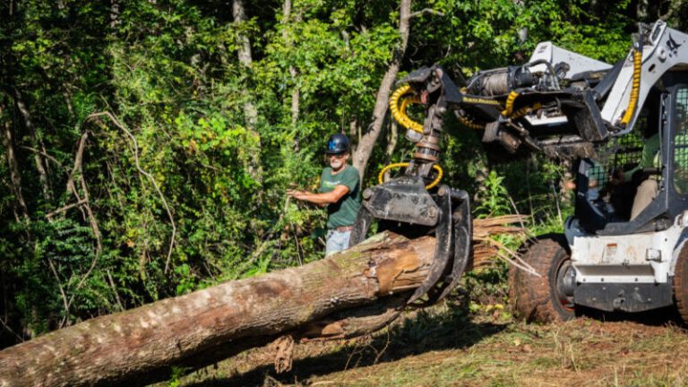 Master the Basics: Your Essential Guide to Stump Grinding Services in Senoia, GA
