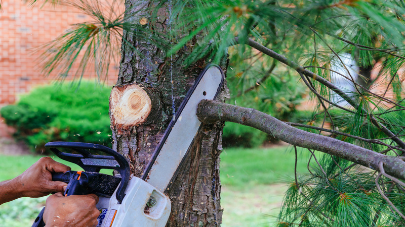 Tree Trimming Service in Hampstead: Ensuring Safety, Beauty, And Tree Health