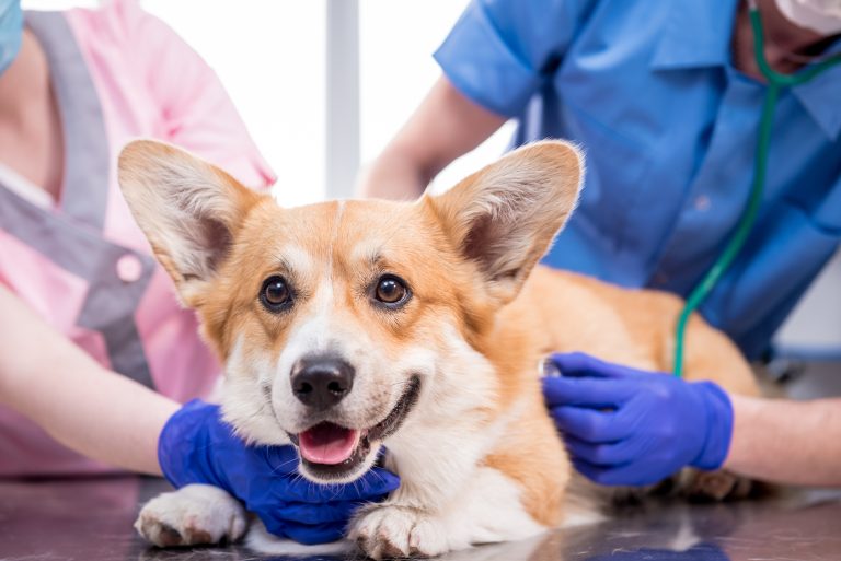 How to Choose the Best Veterinarians in Monmouth County, NJ?