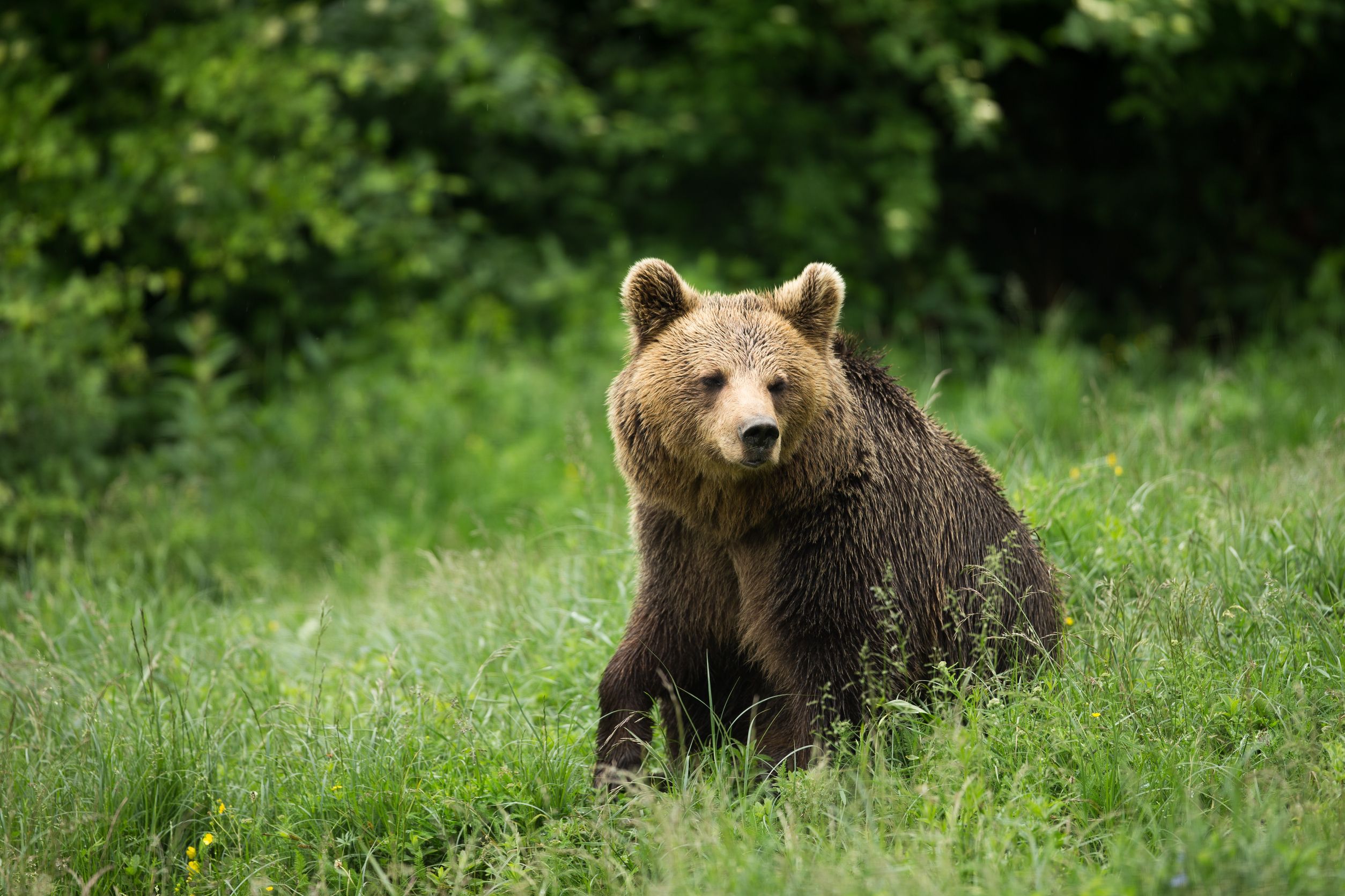 Effective Wildlife Animal Control in Chicopee, MA: Ensure Your Home’s Safety