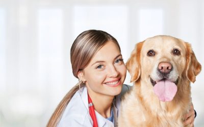 Reliable Dog Daycare and Boarding in Denver to Keep Pets Happy