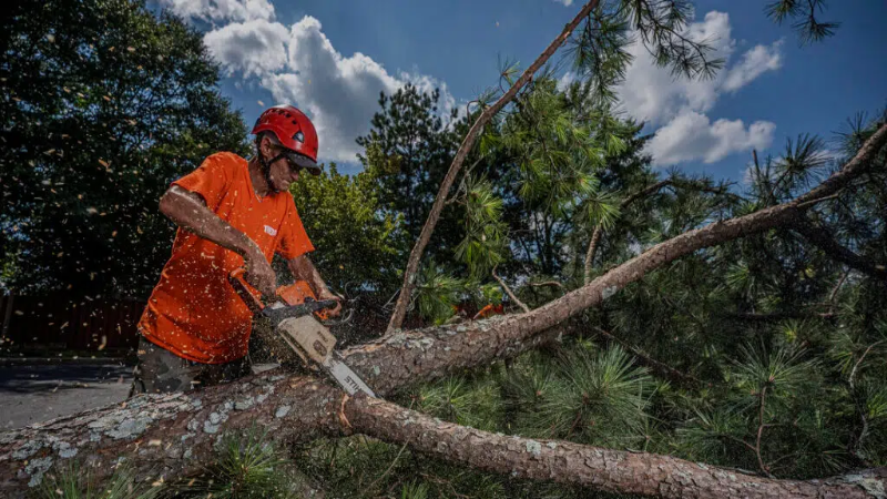 Find Expert Tree Services with Tree Company in Marietta, GA