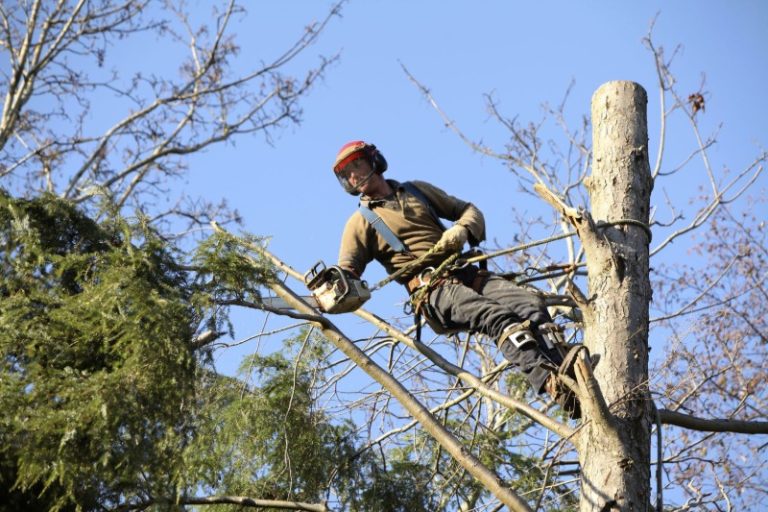 Keep Your Neighborhood Clean and Safe Using Trusted Debris Removal Ponte Vedra Experts