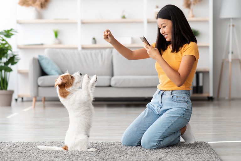 Transform Your Pet with Dog Training Services Arlington TX for Lasting Positive Behavior