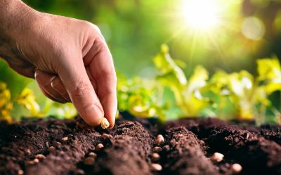 Enhance Outdoor Spaces By Hiring Mulch Companies Near Sussex, WI