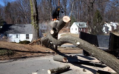 Why Homeowners Trust a Reliable Tree Service Company in St. Louis, MO for Safety