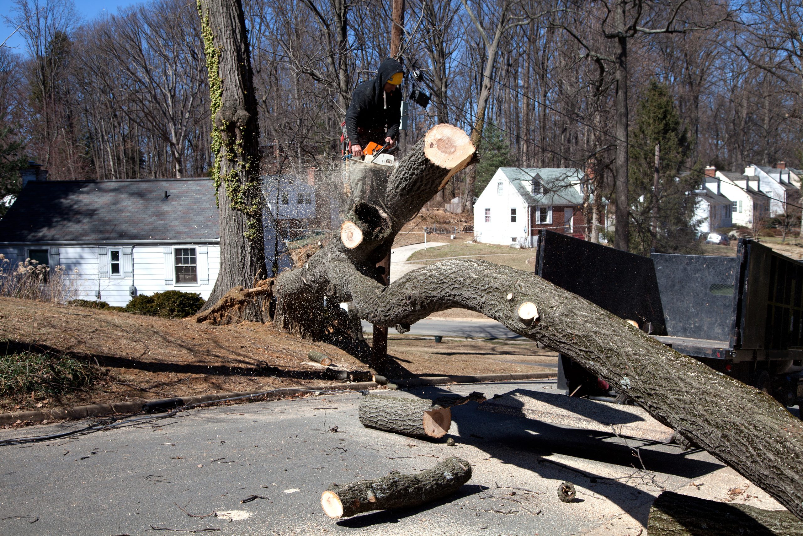 Why Homeowners Trust a Reliable Tree Service Company in St. Louis, MO for Safety