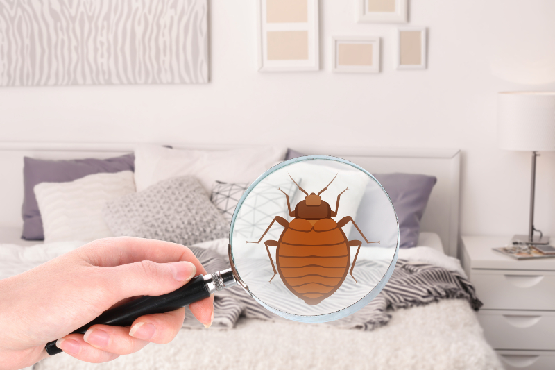 Effective ways to approach bed bugs treatment Brisbane homeowners trust for lasting results