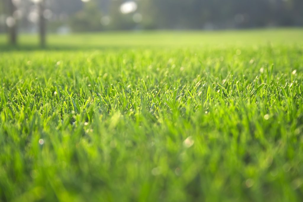 Choosing lawn care companies near Fort Lupton, CO, for a green and healthy backyard oasis