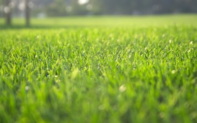 Choosing lawn care companies near Fort Lupton, CO, for a green and healthy backyard oasis