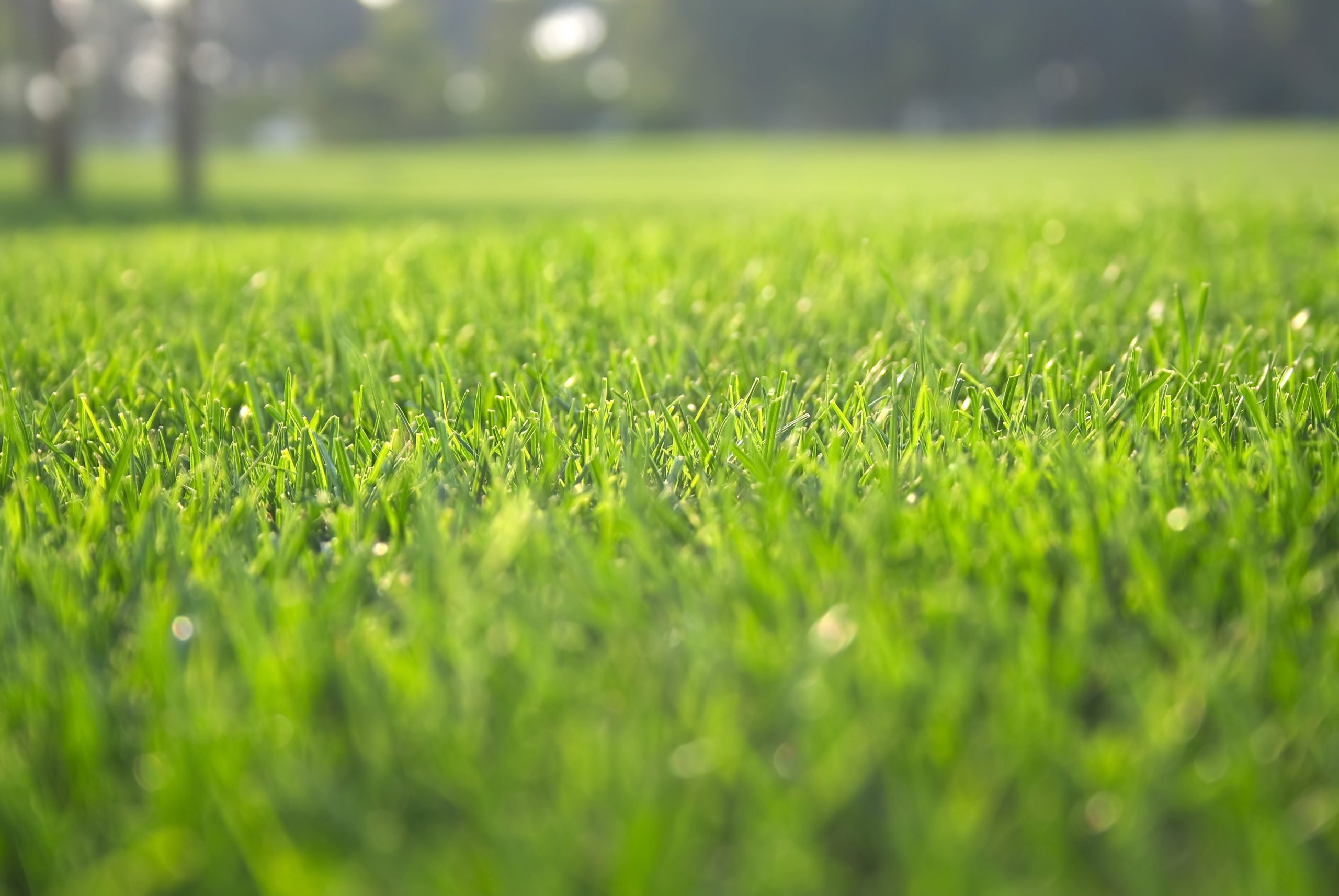Choosing lawn care companies near Fort Lupton, CO, for a green and healthy backyard oasis