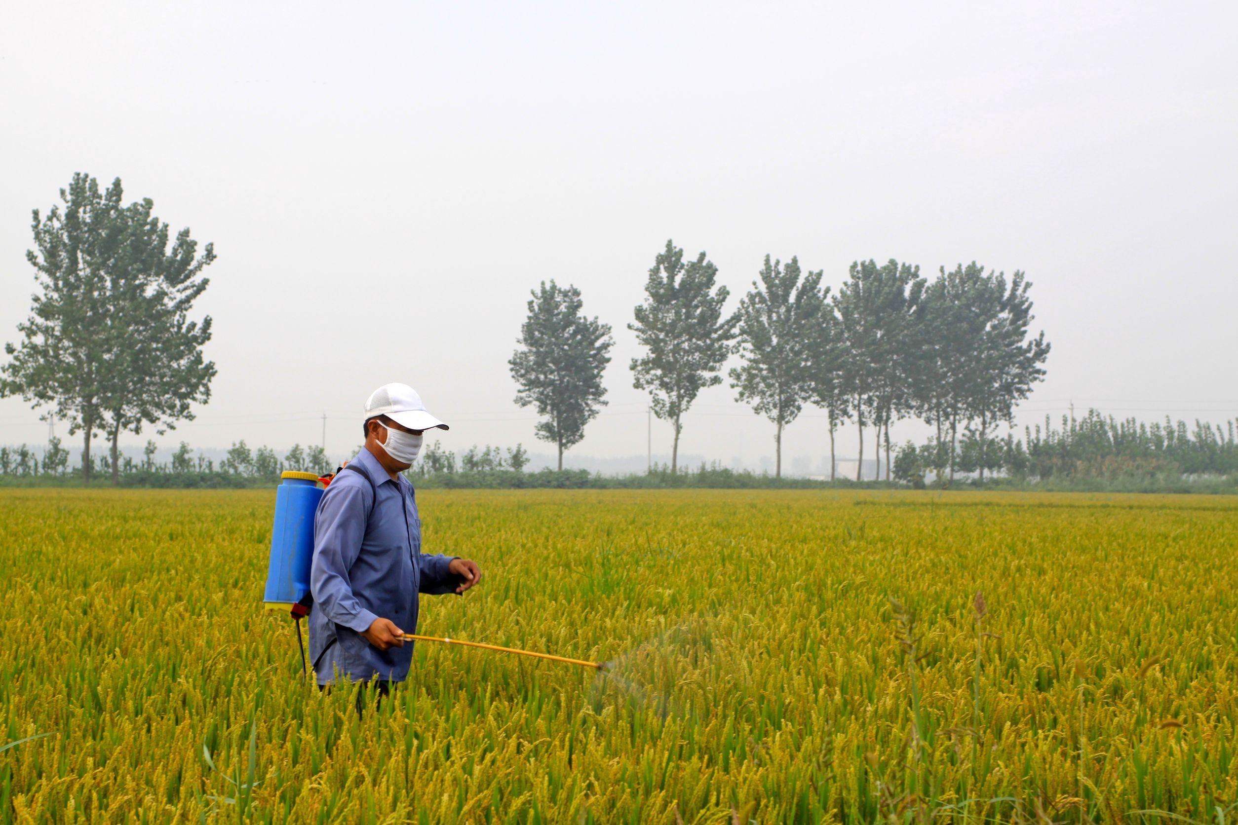 Learning how non-selective herbicides help manage tough weeds in American lawns effectively
