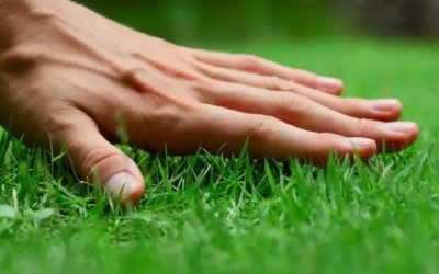 Achieve a Lush Green lawn with Lawn Care Treatment in Shelbyville, KY Homeowners Trust Most
