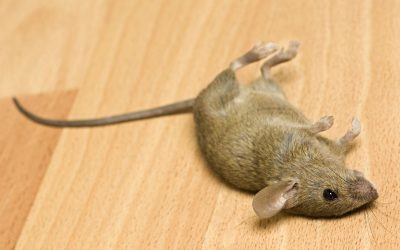 Say Goodbye to Rodents with Effective Mice Control St Paul MN Homeowners Trust