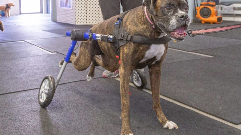 Help Your Senior Pup Thrive With Dog Arthritis Treatment That Works at Home