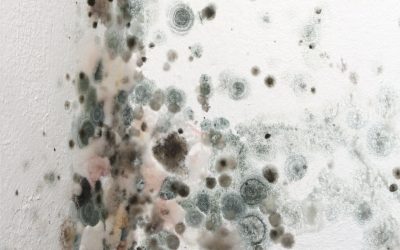 Benefits you gain from choosing mold remediation in Downers Grove, IL services