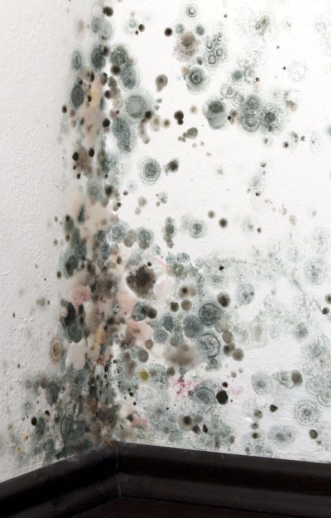 Benefits you gain from choosing mold remediation in Downers Grove, IL services