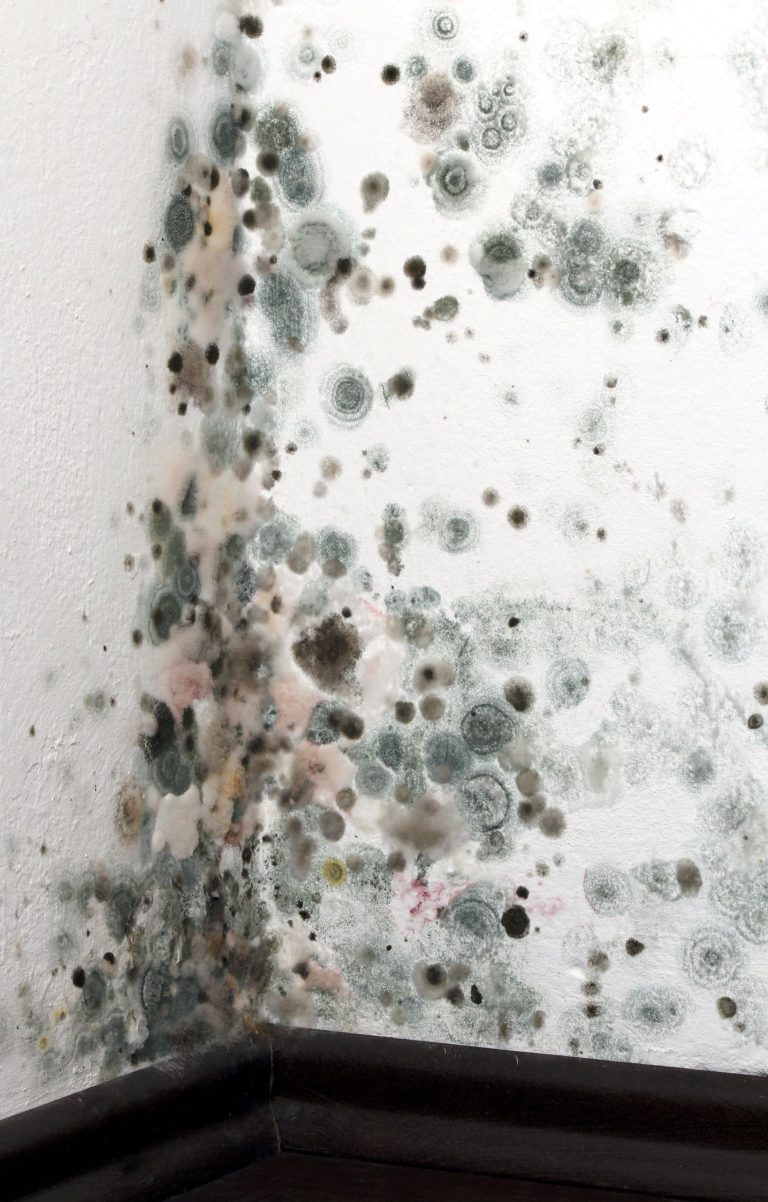 Benefits you gain from choosing mold remediation in Downers Grove, IL services