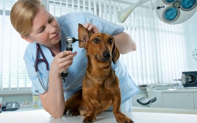 Ultimate Comfort Awaits with Private Dog Boarding Suites In Denver for Your Furry Friend