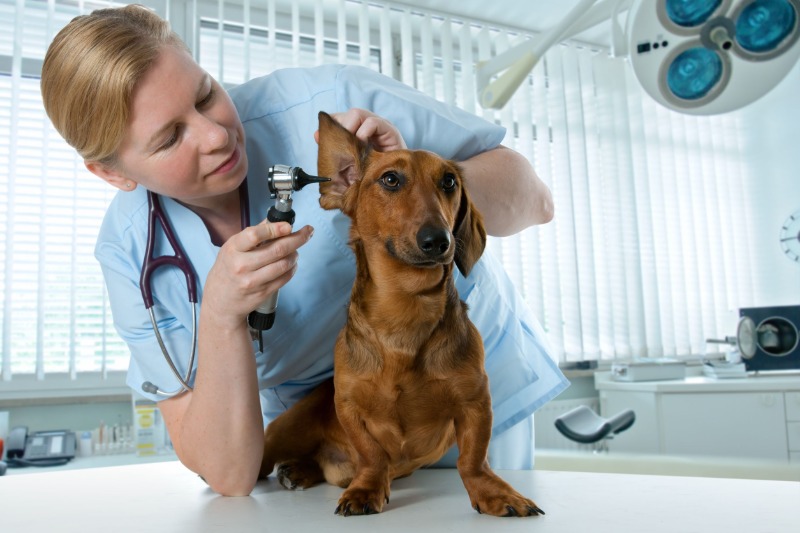 Ultimate Comfort Awaits with Private Dog Boarding Suites In Denver for Your Furry Friend