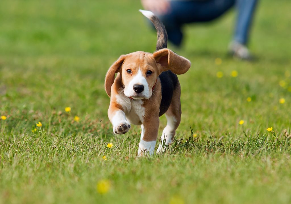 The Difference Between DIY Dog Poop Clean Up and a Scheduled Cleanup Service