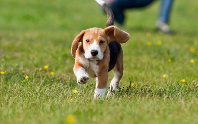 The Difference Between DIY Dog Poop Clean Up and a Scheduled Cleanup Service