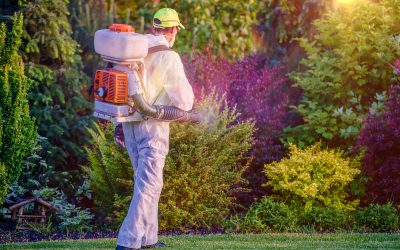 Common Home Threats That Pest Control Services Land O Lakes FL Can Help Prevent
