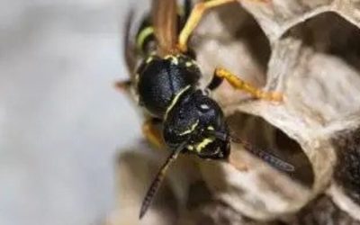 Why Garage Storage Areas Often Become the First Pest Hotspot in Buckeye Homes