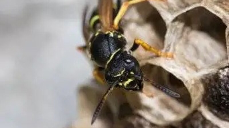 Why Garage Storage Areas Often Become the First Pest Hotspot in Buckeye Homes