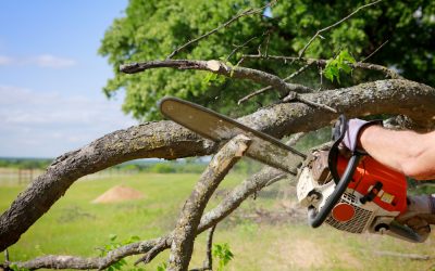 What a Tree Removal Company in Virginia Beach, VA Offers for Storm Damage Recovery