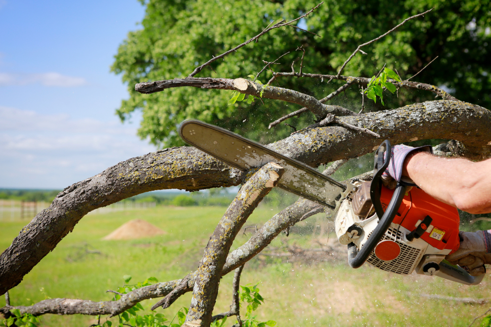 What a Tree Removal Company in Virginia Beach, VA Offers for Storm Damage Recovery