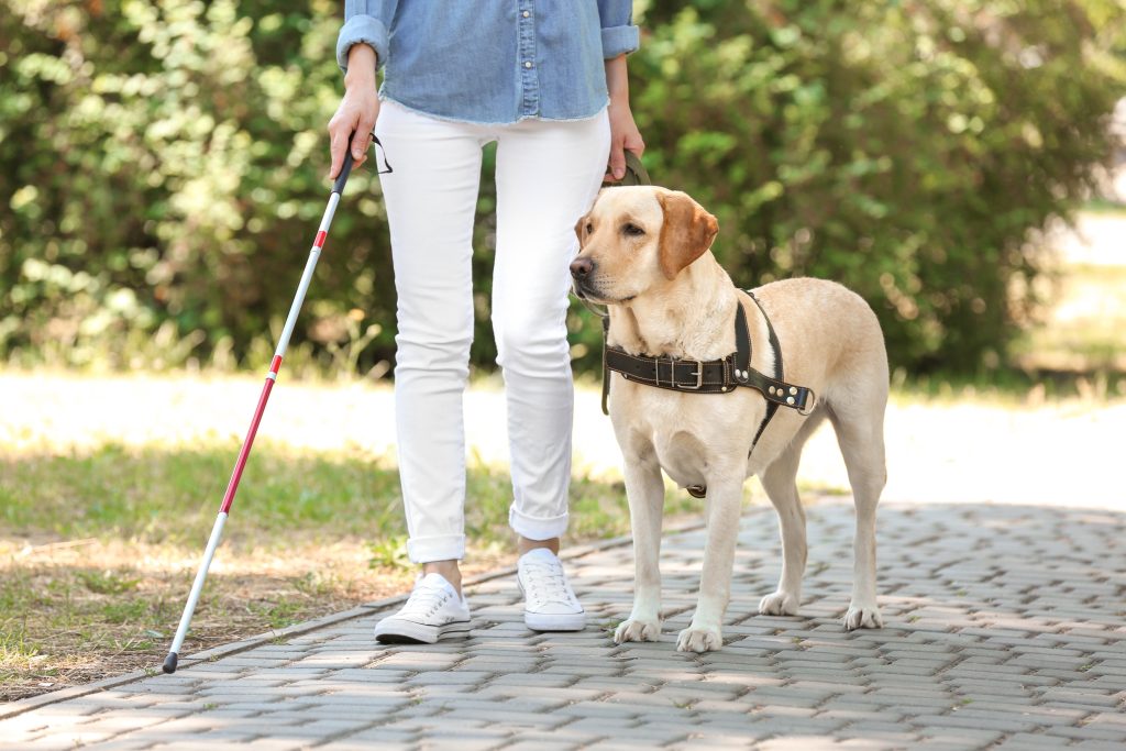 Helping Dogs Adjust to Robot Vacuums and Automatic Home Devices